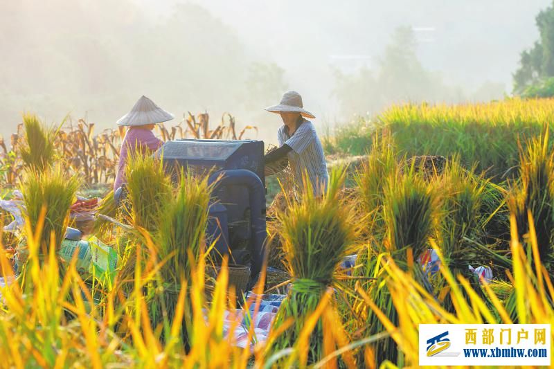 秋粮开镰好“丰”景 颗粒归仓抢农时(图1) 秋粮开镰好“丰”景 颗粒归仓抢农时「相关图片」