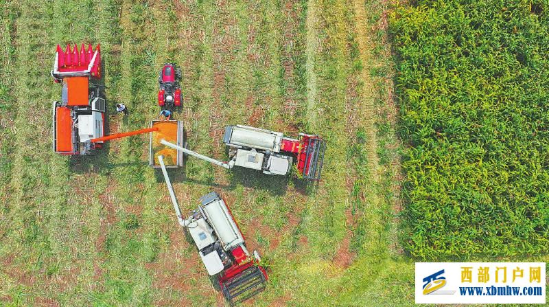 秋粮开镰好“丰”景 颗粒归仓抢农时(图2) 秋粮开镰好“丰”景 颗粒归仓抢农时「相关图片」