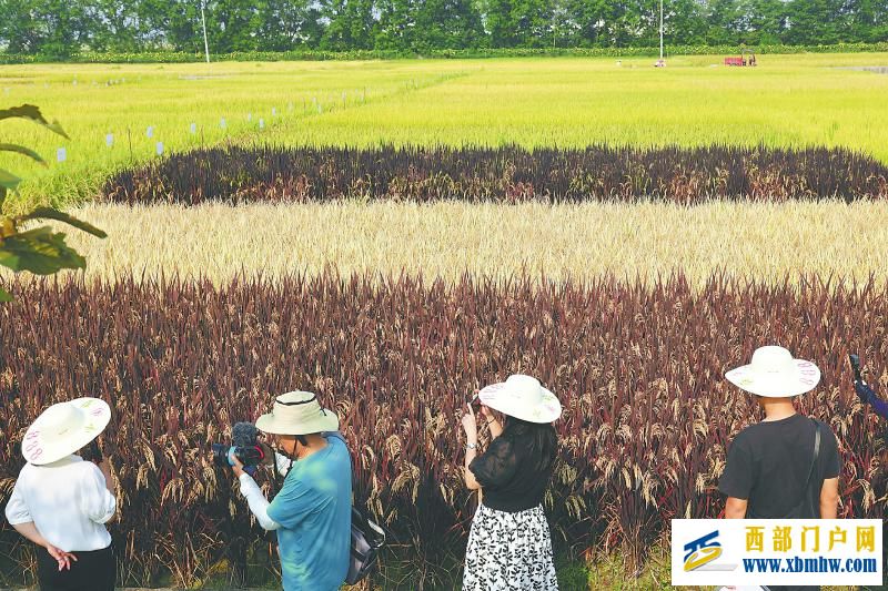 秋粮开镰好“丰”景 颗粒归仓抢农时(图5) 秋粮开镰好“丰”景 颗粒归仓抢农时「相关图片」