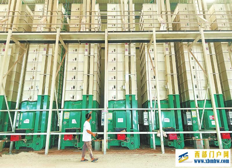 秋粮开镰好“丰”景 颗粒归仓抢农时(图6) 秋粮开镰好“丰”景 颗粒归仓抢农时「相关图片」