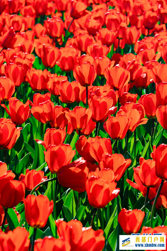 在昆明“郁”见春色浪漫(图7) 在昆明“郁”见春色浪漫(图7)