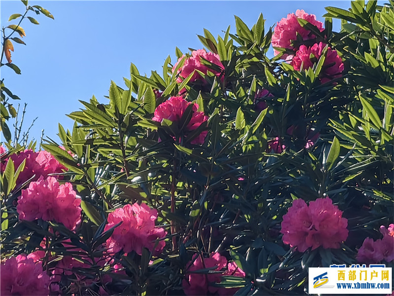 云南凤庆:马缨花开春意浓(图2) 云南凤庆:马缨花开春意浓(图2)