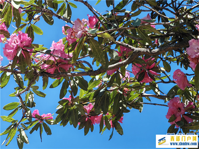 云南凤庆:马缨花开春意浓(图3) 云南凤庆:马缨花开春意浓(图3)