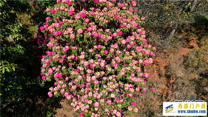 云南凤庆:马缨花开春意浓(图5) 云南凤庆:马缨花开春意浓(图5)