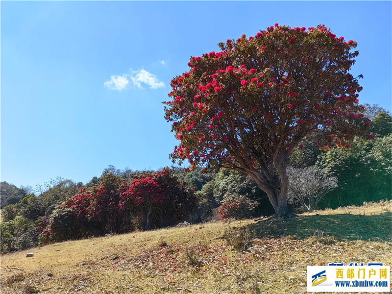 云南凤庆:马缨花开春意浓(图7) 云南凤庆:马缨花开春意浓(图7)