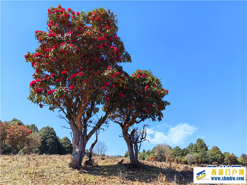 云南凤庆:马缨花开春意浓(图9) 云南凤庆:马缨花开春意浓(图9)