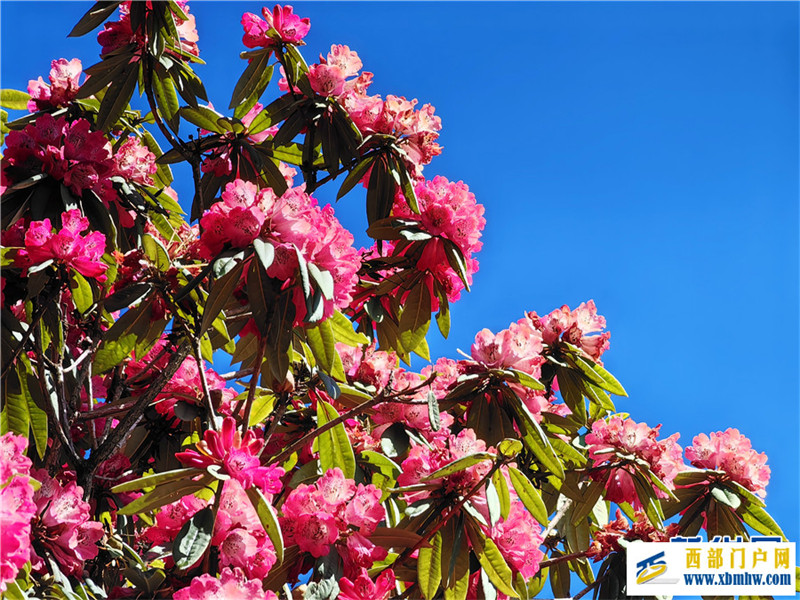 云南凤庆:马缨花开春意浓(图13) 云南凤庆:马缨花开春意浓(图13)