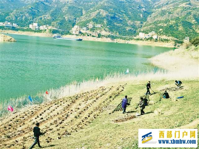 太空育种丰都车前首次大规模野外回归(图1) 太空育种丰都车前首次大规模野外回归(图1)
