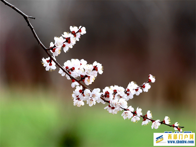 春有约 花不误 共赴拉面之乡的杏花之旅(图7) 春有约 花不误 共赴拉面之乡的杏花之旅(图7)
