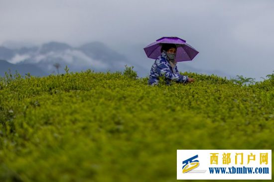 西藏墨脱:茶园飘香富山民(图5) 西藏墨脱:茶园飘香富山民(图5)