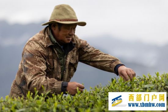 西藏墨脱:茶园飘香富山民(图7) 西藏墨脱:茶园飘香富山民(图7)