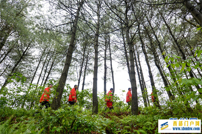 林海里的一抹橘红(图1) 林海里的一抹橘红(图1)