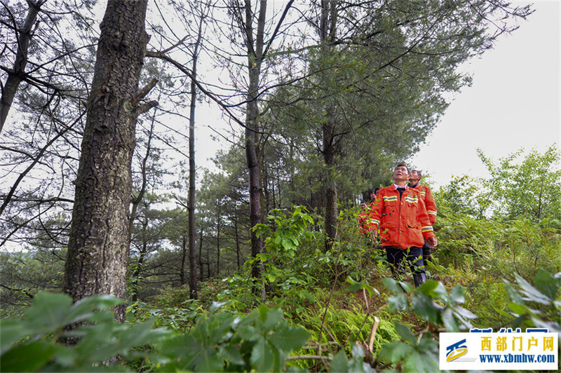 林海里的一抹橘红(图2) 林海里的一抹橘红(图2)