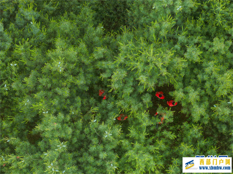 林海里的一抹橘红(图3) 林海里的一抹橘红(图3)