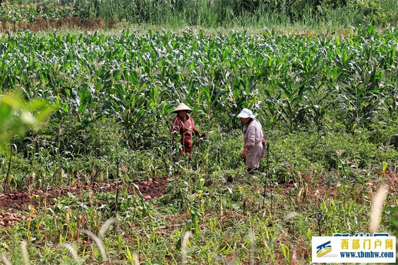 云南曲靖:仲夏农事忙(图2) 云南曲靖:仲夏农事忙(图2)