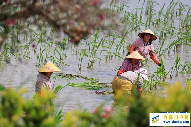 云南曲靖:仲夏农事忙(图4) 云南曲靖:仲夏农事忙(图4)