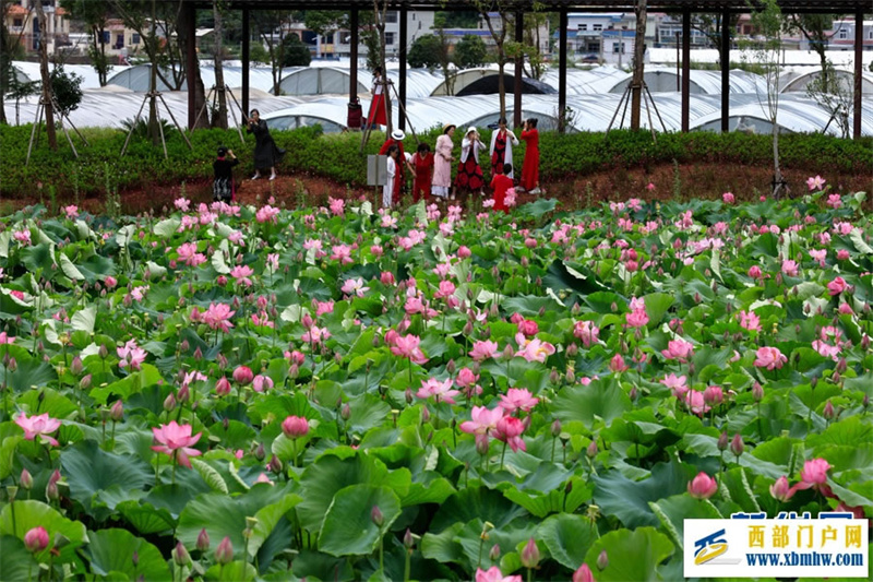 云南安宁:荷花盛开扮靓乡村(图3) 云南安宁:荷花盛开扮靓乡村(图3)