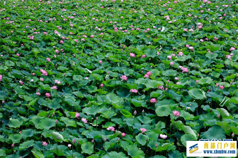 云南安宁:荷花盛开扮靓乡村(图6) 云南安宁:荷花盛开扮靓乡村(图6)