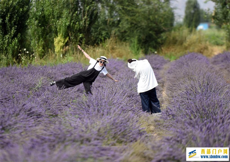 新疆霍城:薰衣草做成大产业(图2) 新疆霍城:薰衣草做成大产业(图2)