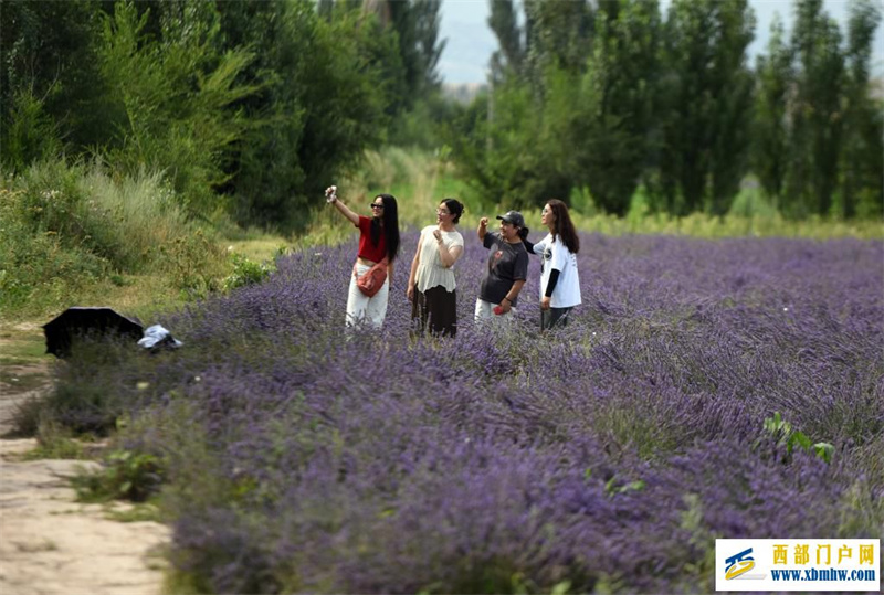 新疆霍城:薰衣草做成大产业(图3) 新疆霍城:薰衣草做成大产业(图3)