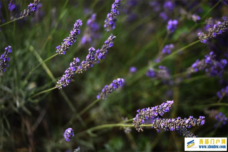 新疆霍城:薰衣草做成大产业(图5) 新疆霍城:薰衣草做成大产业(图5)