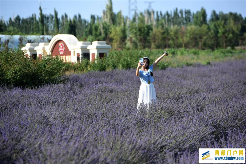 新疆霍城:薰衣草做成大产业(图9) 新疆霍城:薰衣草做成大产业(图9)