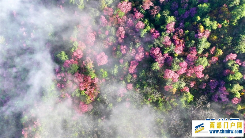 云南施甸：冬樱绽放美如画(图6)