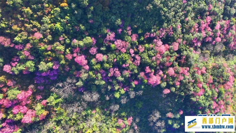 云南施甸：冬樱绽放美如画(图7)