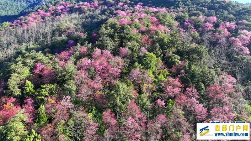 云南施甸：冬樱绽放美如画(图8)