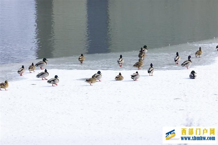 兰州秦王川国家湿地公园迎来候鸟迁徙高峰(图1)