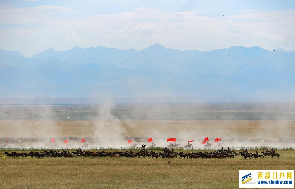 盛夏时节 在新疆昭苏领略万马奔腾(图7)