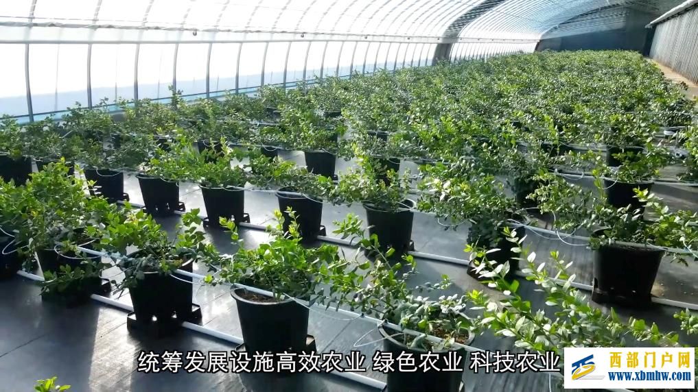 甘肃定西：科技赋能 全年鲜蔬“不断档”(图4)