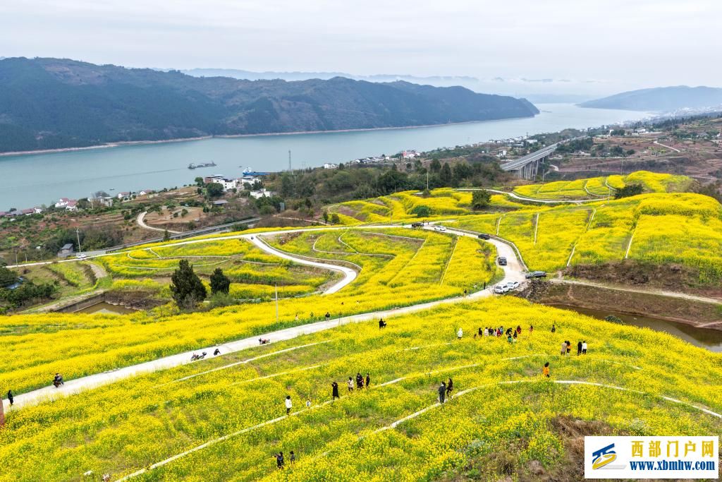 重庆丰都：油菜花开长江岸(图5)